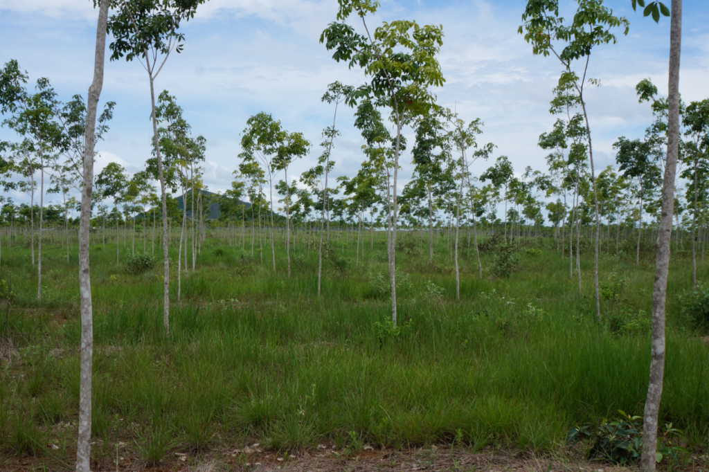 Kautschukbäume einer Plantage von Timberfarm (© timberfarm.de)